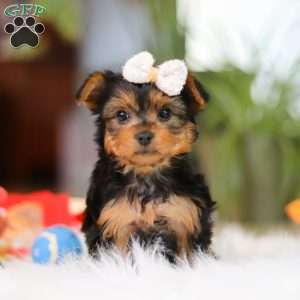 Bella, Yorkie Puppy